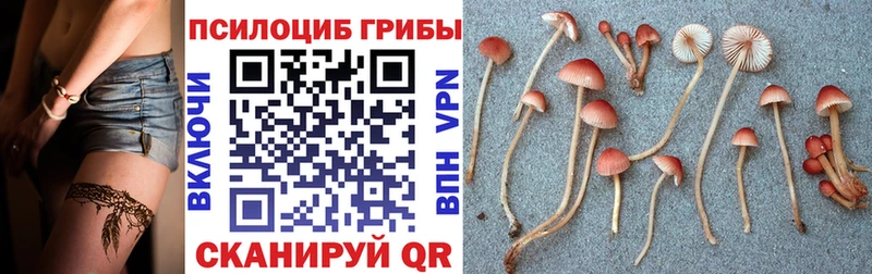 Псилоцибиновые грибы Cubensis Красноармейск
